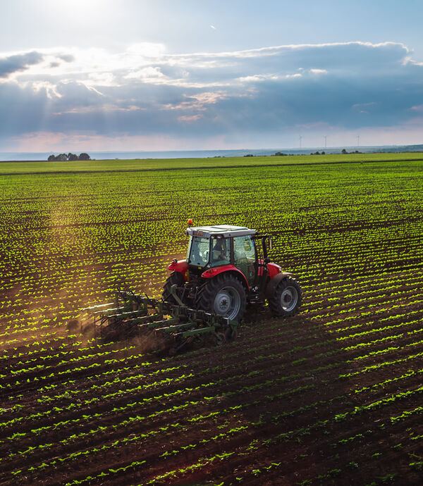 Rode tractor met schoffelmachine in een jong gewas bij zonsondergang, sector loonwerken