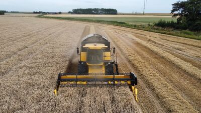 Gele New Holland maaidorser oogst een graanveld, gezien vanuit een drone